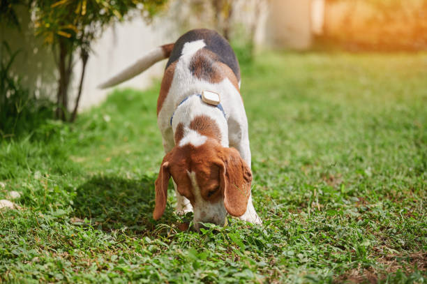 istock Beagle dog with nose in grass 2178553345