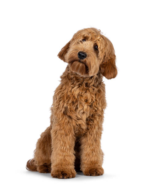 istock Red apricot Cobberdog dog on white background 2178553363