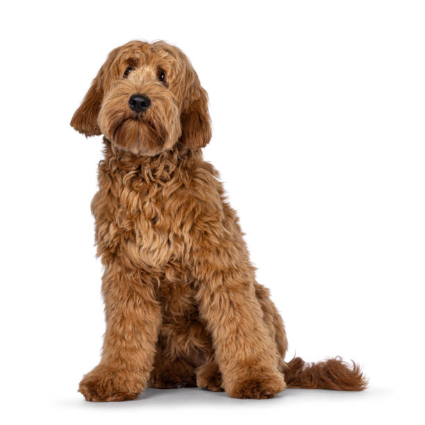istock Red apricot Cobberdog dog on white background 2178553368