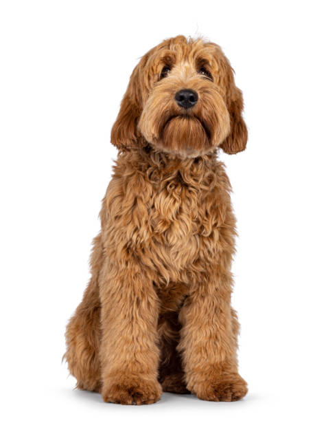 istock Red apricot Cobberdog dog on white background 2178553391