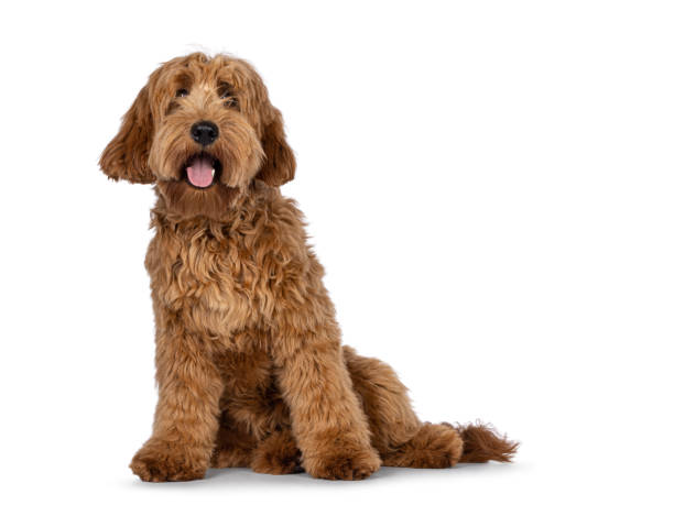 istock Red apricot Cobberdog dog on white background 2178553412