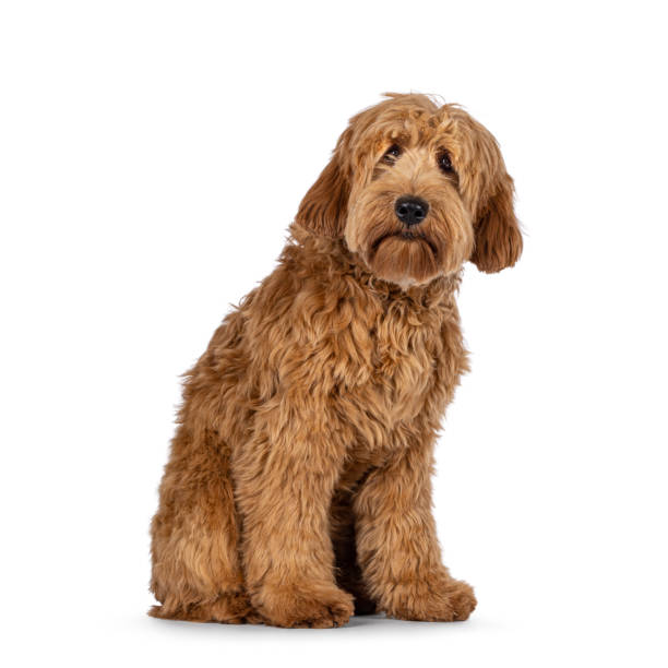 istock Red apricot Cobberdog dog on white background 2178553438
