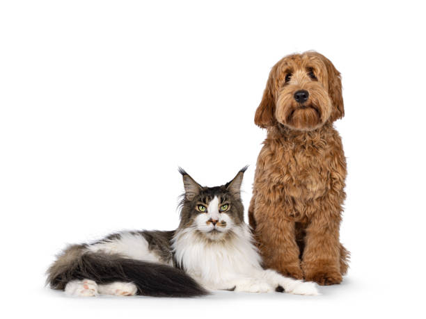 istock Red apricot Cobberdog dog on white background 2178553463