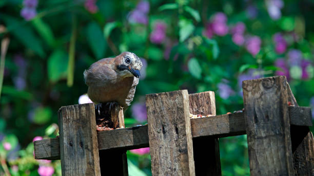 Eurasian jays at a woodland feeding site