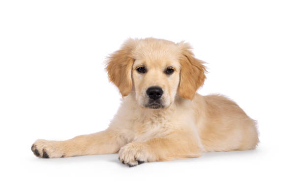 istock Golden Retriever pup on white background 2178554111
