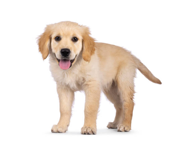 istock Golden Retriever pup on white background 2178554124