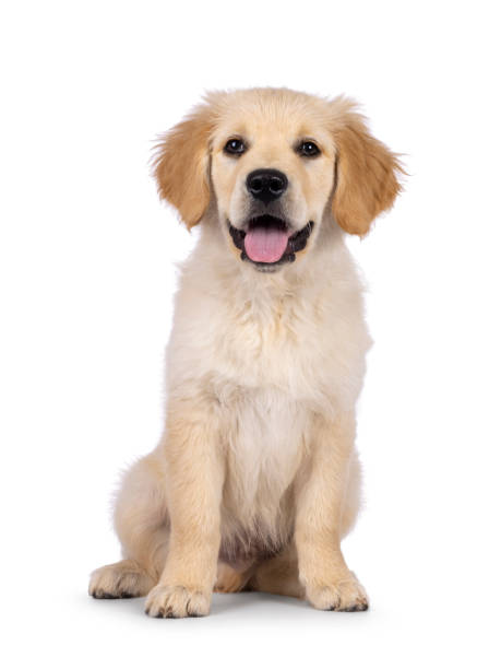 istock Golden Retriever pup on white background 2178554132