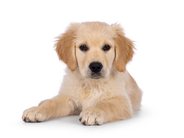 istock Golden Retriever pup on white background 2178554147