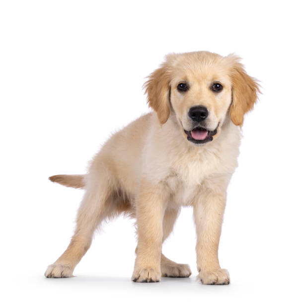 istock Golden Retriever pup on white background 2178554151