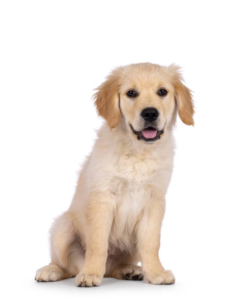 istock Golden Retriever pup on white background 2178554160