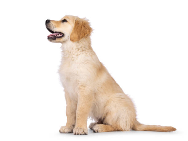 istock Golden Retriever pup on white background 2178554185