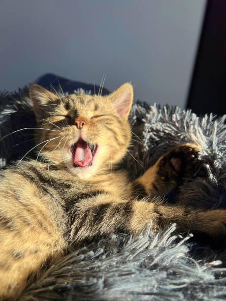 istock Cute tabby cat yawning on the bed. Portrait 2178554413
