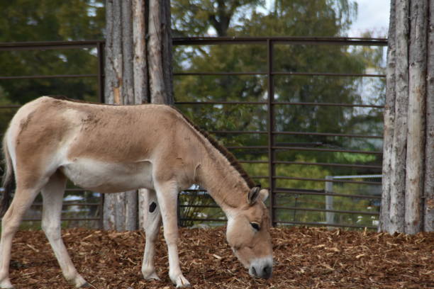This onager is outdoors in a zoo in early autumn day.
