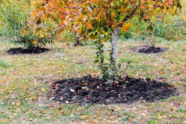 istock pear tree with yellow and red leaves in autumn garden 2178556556