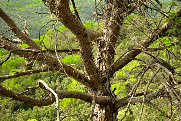 Las ramas del árbol en la montaña