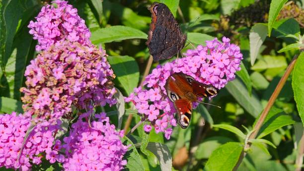 istock European Common Peacock butterfly (Aglais io, Inachis io) feeding on Summer Lilac flower 2178558500