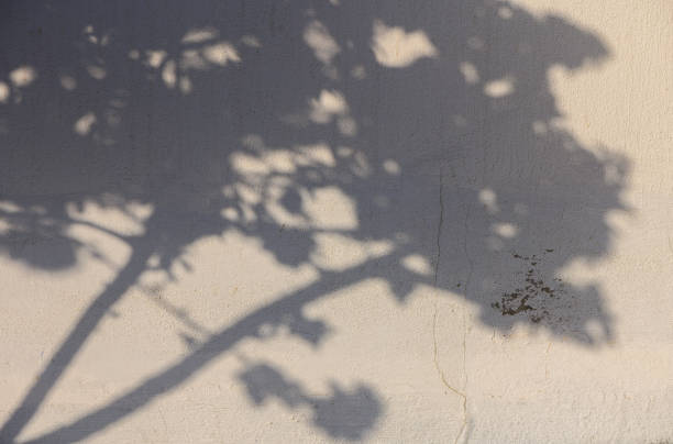 istock The Captivating Dance of Shadows Cast by Tree Branches Against a Sunlit Wall in the Afternoon Light of Early Autumn 2178559240