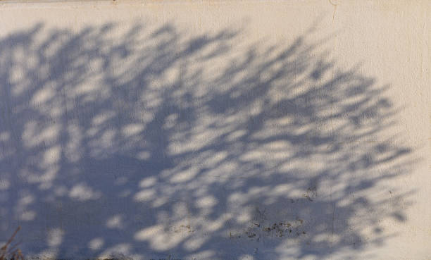 istock The Intricate Dance of Shadows Cast by Branches Against a Textured Wall in Soft Afternoon Light 2178559270