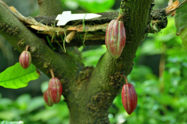 Theobroma cacao, also called cacao tree and cocoa tree, is an evergreen tree in the family Malvaceae. Cacao seeds are the source of commercial cocoa, chocolate and cocoa butter.