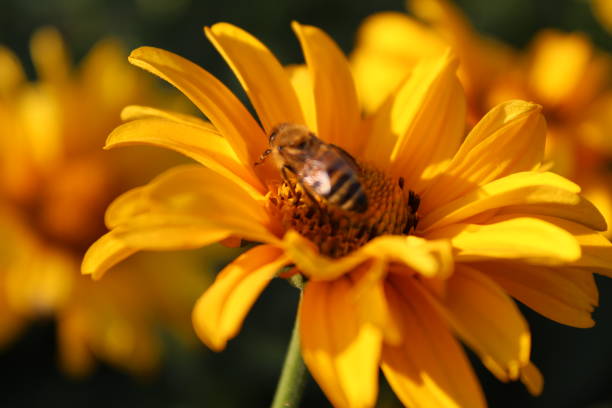 istock bee wasp bumblebee insect sitting eating drinking nectar on a bright yellow small flower close up gardening flower science spring summer pollination 2178560326