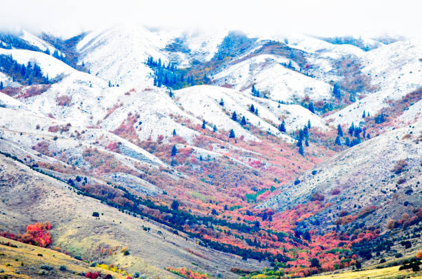 Mountainside with red leaves in Autumn