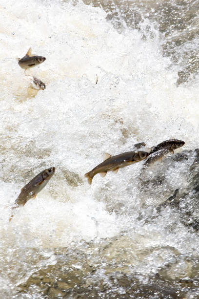 istock In Van Lake, pearl mullet fights the waves to reach its spawning area. 2178560708
