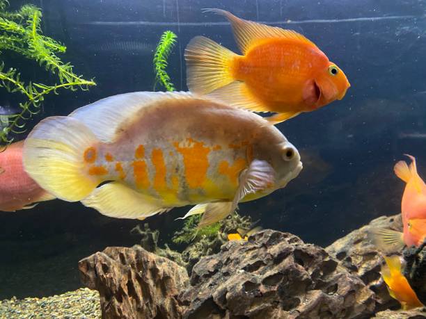 istock The beautiful orange colour fish view 2178563914