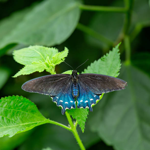 Battus philenor, the pipevine swallowtail or blue swallowtail, is a swallowtail butterfly found in North America and Central America. This butterfly is black with iridescent-blue hindwings. Sonoran Desert near Tucson, Arizona.