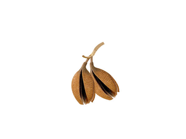 istock Pterospermum suberifolium or cork leaved bayur fruit 2178565721