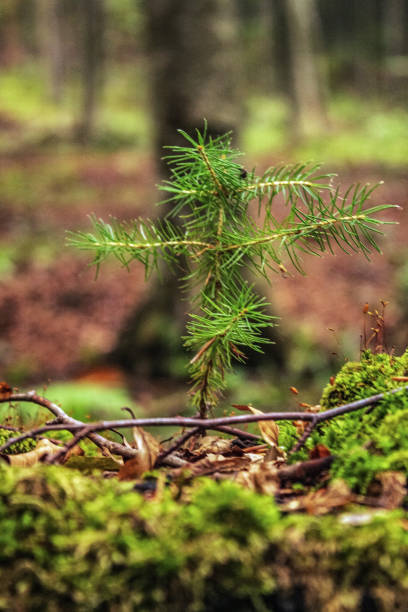 istock Macro  - Forest - Europe, Romania, Suceava region 2178565910