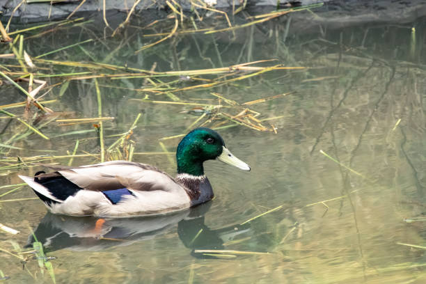 istock Mallard Duck Swimming in Tranquil Natural Pond Environment 2178567830