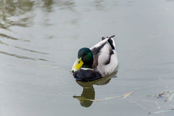 istock Serene Mallard Duck Gliding Peacefully on Calm Pond 2178567871
