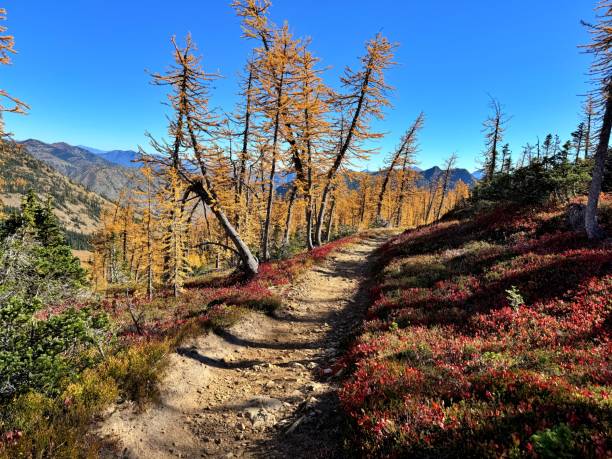 istock Larch Madness at Grasshopper Pass 2178567873