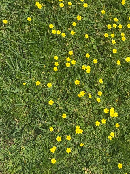 istock small yellow flowers on the grass 2178568658