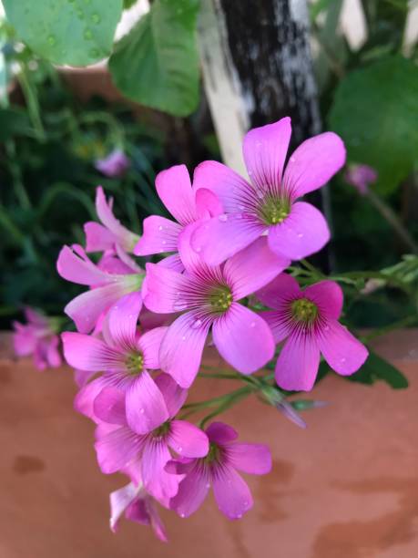 istock pink clover flowers in the garden 2178568663