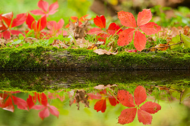 Virginia creeper reflected in the water