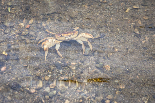 istock Crab in Fresh Clear Shallow River Water During Morning 2178570675