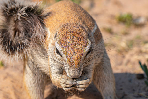 Close up of cape ground squirrel or South African ground squirrel, or Geosciurus inauris, searching for food in Kgalagadi Transfrontier Park, South Africa