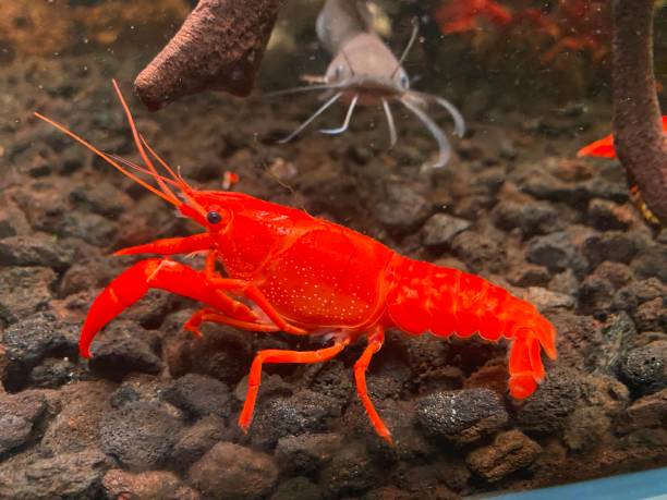 istock The red beautiful shrimp view in the water 2178572478