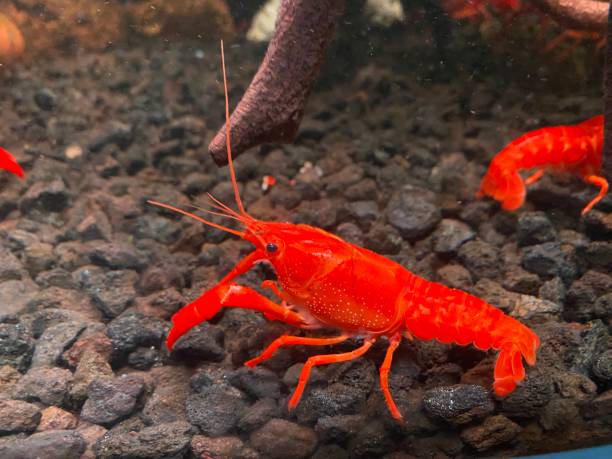 istock The red beautiful shrimp view in the water 2178573182