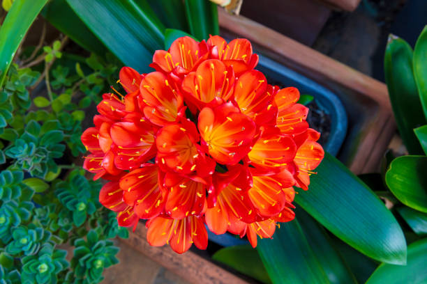 Photograph of a bright orange Clivia flower in full bloom in a residential garden in the Blue Mountains in New South Wales, Australia.