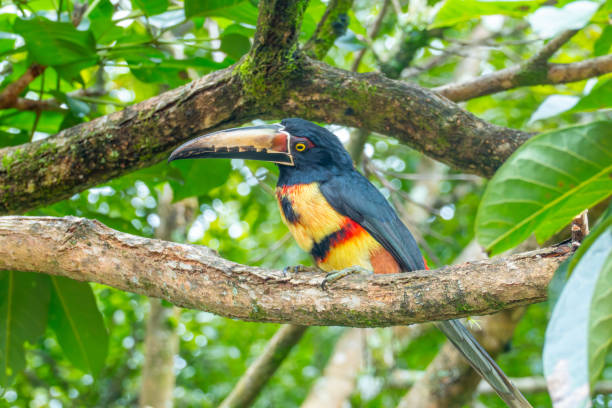 istock tucan sitting on a bench of a tree in the jungle 2178574535