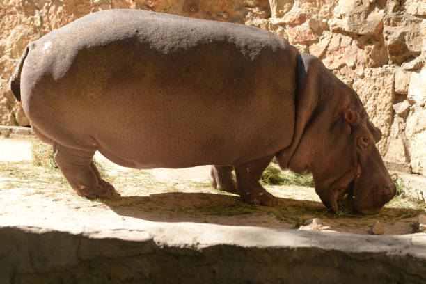 istock Hippopotamus, african wild animal walks. Hippo 2178575740