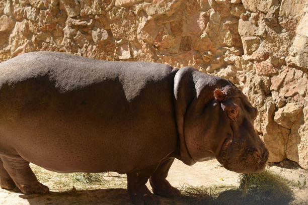 istock Hippopotamus, african wild animal walks. Hippo 2178575743