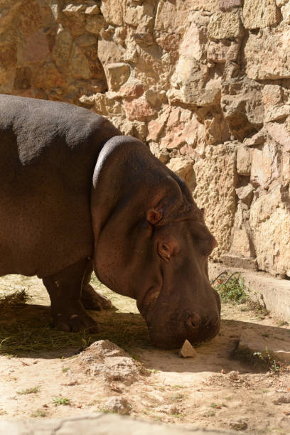 istock Hippopotamus, african wild animal walks. Hippo 2178575754