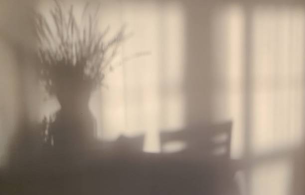 Shadow was created by the morning sun