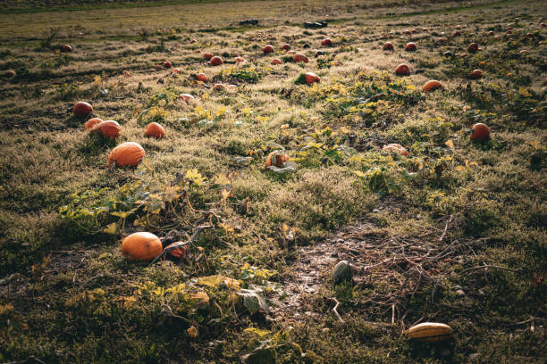 istock Pumpkins in the field, Halloween theme 2178577382