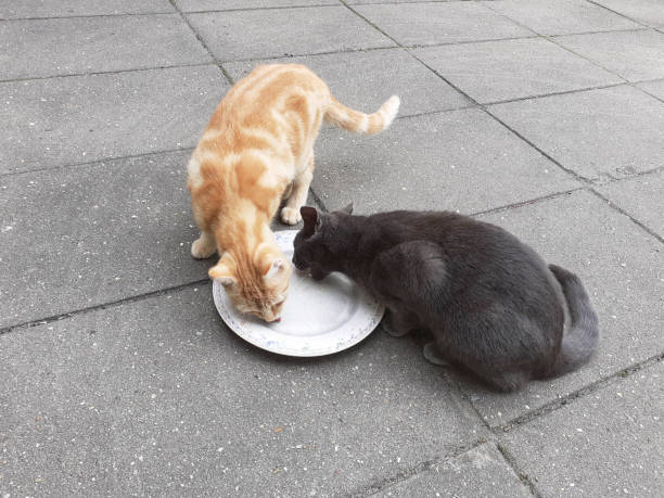 istock a red and a grey cat are drinking together from a bowl 2178578251