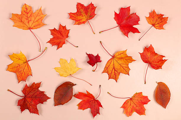 istock Autumn abstract composition with maple leaves, Thanksgiving concept, seasonal background, banner or splash, greeting card or invitation with place for text, selective focus, 2178578403