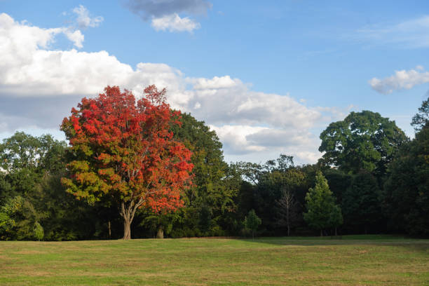 Scenic view of bushes in a tranquil park. Green tropical park is surrounded by green grass